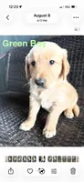 Green Boy, a male Golden Retriever for sale in Spokane, WA – 1 of 1