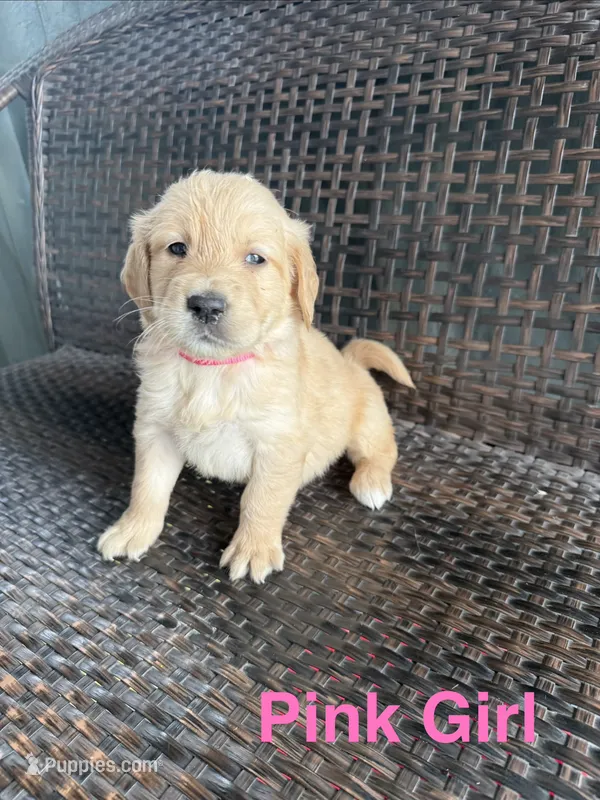 Pink Girl – Golden Retriever puppy for sale in Spokane, WA