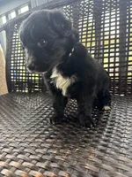 Grey boy, a male Border Collie and Golden Retriever for sale in Spokane, WA – Photo 2 of 2