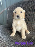 Blue Girl, a female Golden Retriever for sale in Spokane, WA – 3 of 3