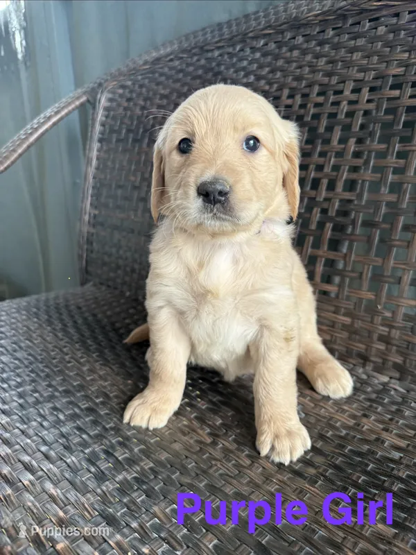 Purple Girl – Golden Retriever puppy for sale in Spokane, WA