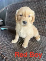 Red Boy, a male Golden Retriever for sale in Spokane, WA – 1 of 1