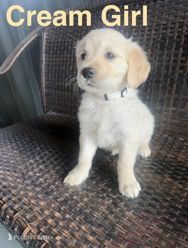 Cream Girl – Golden Retriever puppy for sale in Spokane, WA