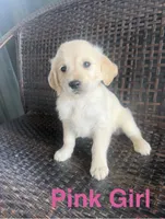 Pink Girl, a female Golden Retriever for sale in Spokane, WA – 1 of 1