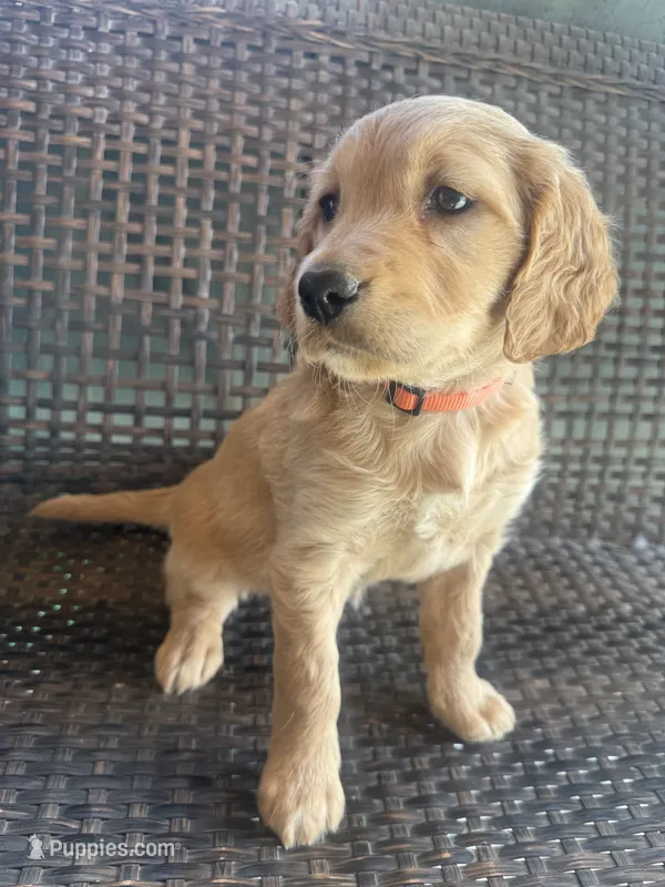 Shkoda – Golden Irish puppy for sale in Spokane, WA