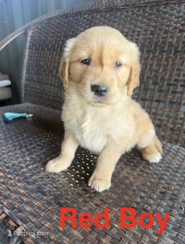 Red Boy – Golden Retriever puppy for sale in Spokane, WA