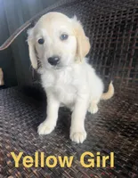 Yellow Girl, a female Golden Retriever for sale in Spokane, WA – 1 of 1