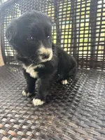 Pink Girl, a female Border Collie and Golden Retriever for sale in Spokane, WA – Photo 1 of 2