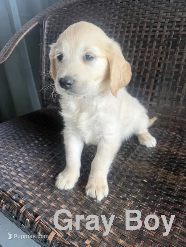 Grey Boy – Golden Retriever puppy for sale in Spokane, WA