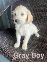 Grey Boy, a male Golden Retriever for sale in Spokane, WA – 1 of 1