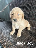 Black Boy, a male Golden Retriever for sale in Spokane, WA – 1 of 1
