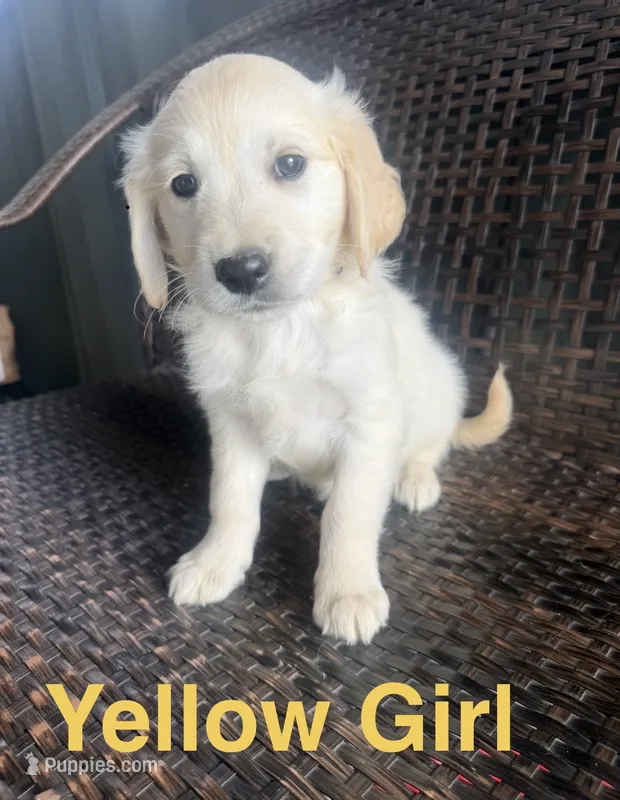 Yellow Girl – Golden Retriever puppy for sale in Spokane, WA