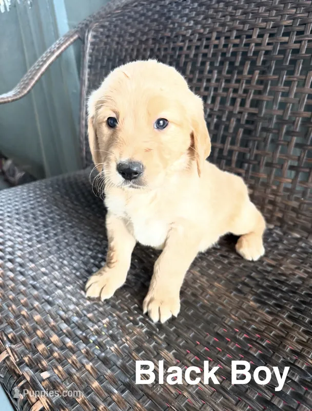 Black Boy – Golden Retriever puppy for sale in Spokane, WA