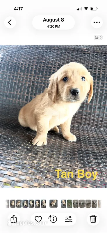 Tan Boy – Golden Retriever puppy for sale in Spokane, WA