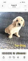 Tan Boy, a male Golden Retriever for sale in Spokane, WA – 1 of 1