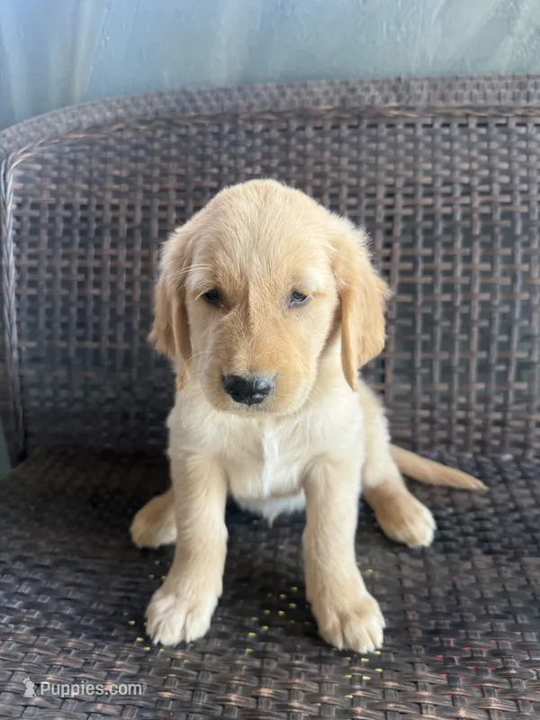 Green Boy – Golden Retriever puppy for sale in Spokane, WA