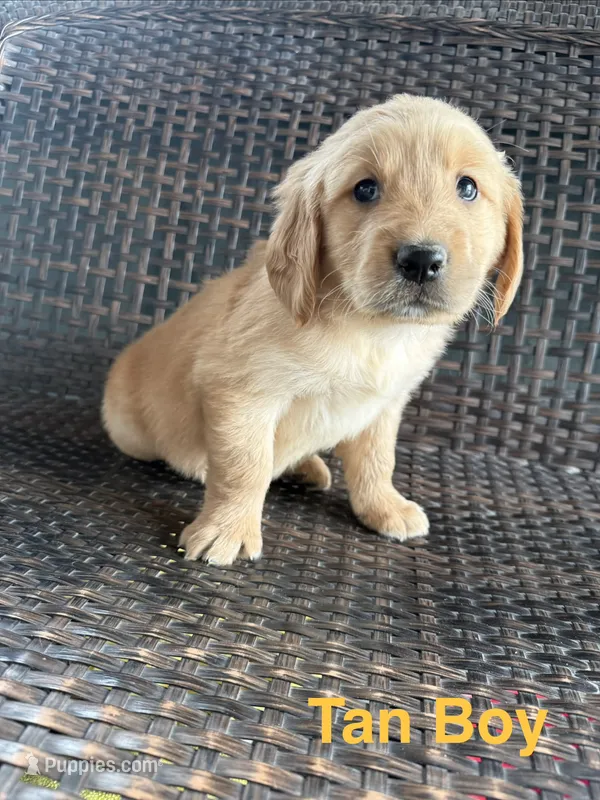 Tan Boy – Golden Retriever puppy for sale in Spokane, WA