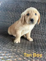 Tan Boy, a male Golden Retriever for sale in Spokane, WA – 1 of 1