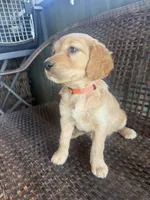 Shkoda, a female Golden Irish for sale in Spokane, WA – 3 of 4