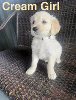 Cream Girl, a female Golden Retriever for sale in Spokane, WA – 1 of 1