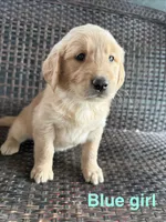 Pink Girl, a female Golden Retriever for sale in Spokane, WA – 2 of 3