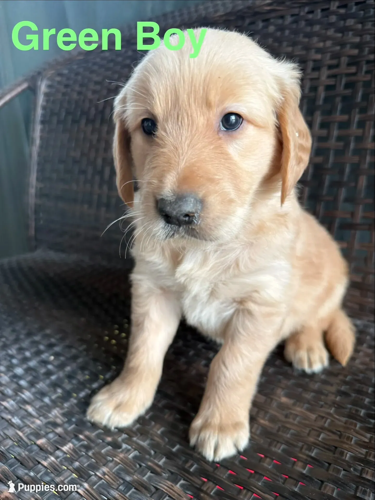 Green Boy , a male Golden Retriever for sale in Spokane, WA – 1 of 4