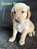 Green Boy , a male Golden Retriever for sale in Spokane, WA – 4 of 4