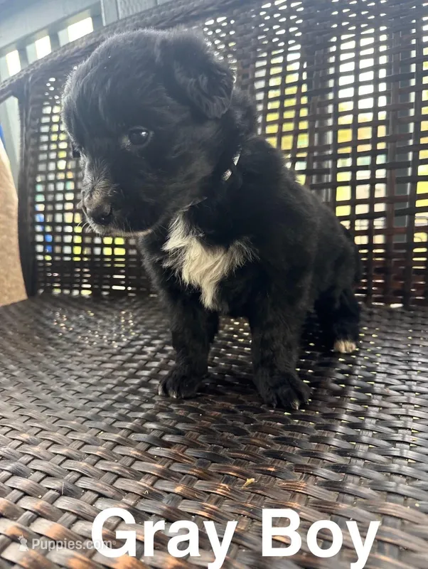 Grey Boy  – Border Collie, Golden Retriever puppy for sale in Spokane, WA