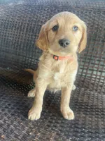 Shkoda, a female Golden Irish for sale in Spokane, WA – 4 of 4