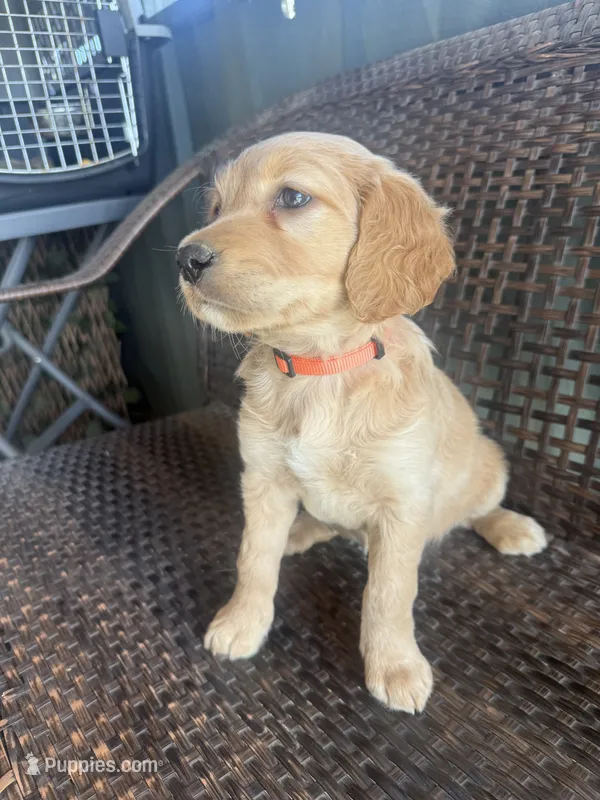 Shkoda – Golden Irish puppy for sale in Spokane, WA
