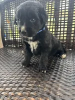Blue Boy, a male Border Collie and Golden Retriever for sale in Spokane, WA – Photo 2 of 2