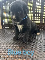 Blue Boy, a male Border Collie and Golden Retriever for sale in Spokane, WA – Photo 1 of 2