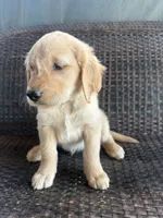 Green Boy , a male Golden Retriever for sale in Spokane, WA – 3 of 3