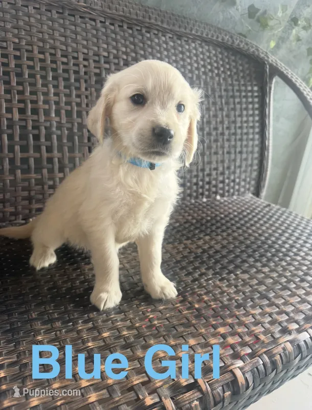 Blue Girl – Golden Retriever puppy for sale in Spokane, WA