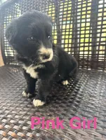 Pink Girl , a female Border Collie and Golden Retriever for sale in Spokane, WA – Photo 2 of 2