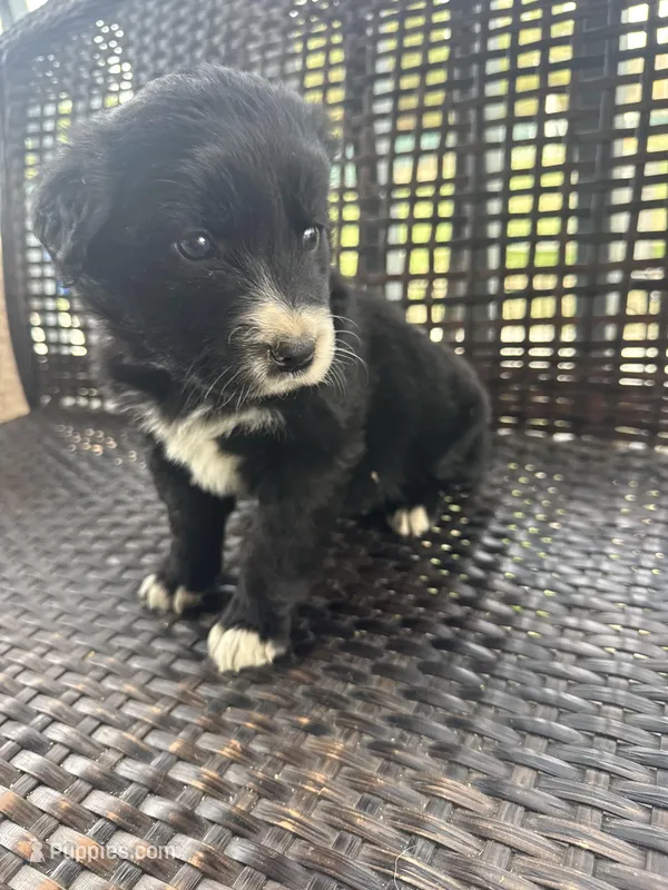 Pink Girl  – Border Collie, Golden Retriever puppy for sale in Spokane, WA
