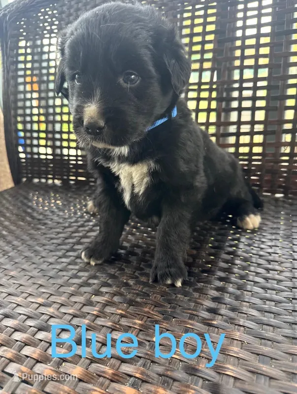 Blue Boy  – Border Collie, Golden Retriever puppy for sale in Spokane, WA