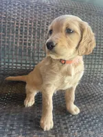 Shkoda, a female Golden Irish for sale in Spokane, WA – 1 of 4