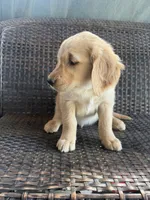 Green Boy, a male Golden Retriever for sale in Spokane, WA – 3 of 3