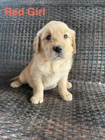 Red girl, a female Golden Retriever for sale in Spokane, WA – 1 of 1