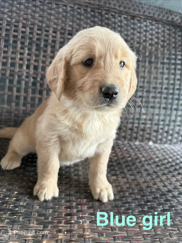 Blue Girl – Golden Retriever puppy for sale in Spokane, WA
