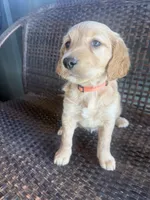Shkoda, a female Golden Irish for sale in Spokane, WA – 4 of 4