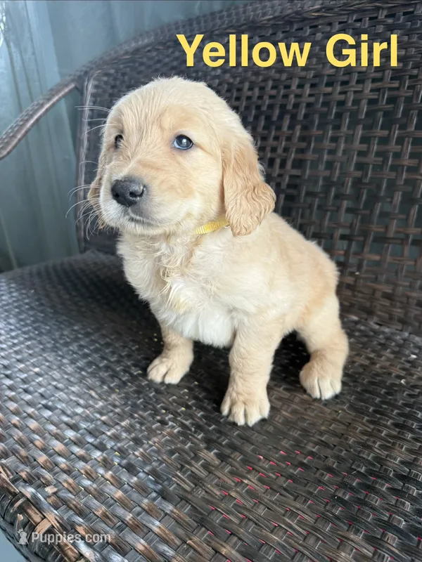 Yellow Girl  – Golden Retriever puppy for sale in Spokane, WA