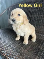 Yellow Girl , a female Golden Retriever for sale in Spokane, WA – 1 of 1
