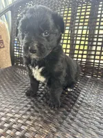 Orange Girl, a female Border Collie and Golden Retriever for sale in Spokane, WA – Photo 2 of 2