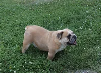 Bubbles, a female English Bulldog for sale in Denver, PA – 2 of 4