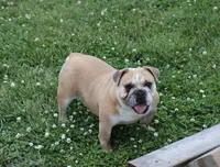 Bubbles, a female English Bulldog for sale in Denver, PA – 1 of 4