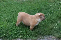 Bubbles, a female English Bulldog for sale in Denver, PA – 4 of 4