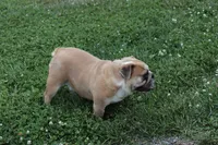Bubbles, a female English Bulldog for sale in Denver, PA – 3 of 4