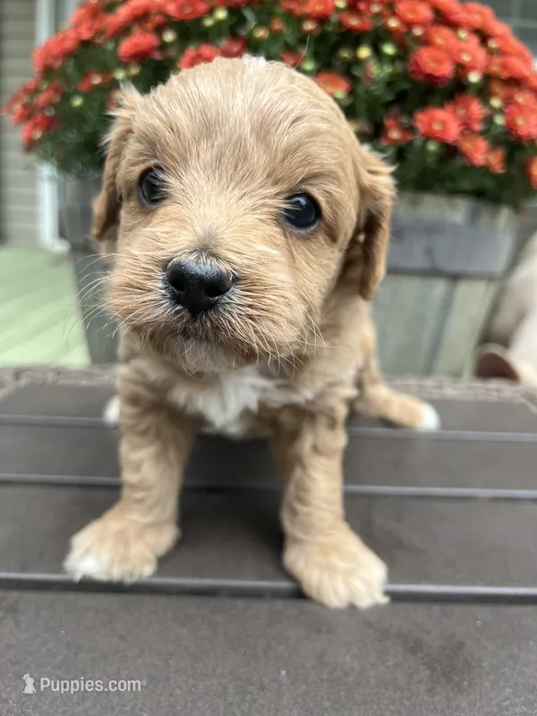 Archie  – Cavapoo puppy for sale in Dickson, TN